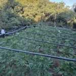 Πάτρα: «Ξήλωσε» τεράστια φυτεία κάνναβης, στα Καμμένα Βούρλα, με πάνω από 2 εκατ.€ προσδοκόμενα κέρδη ΦΩΤΟ