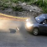 Ηλεία: Προθεσμία για τη 60χρονη για την υπόθεση με τον σκύλο στη Γαστούνη