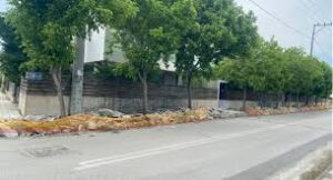 Καστελόκαμπος: Κόπηκαν δέντρα 15 ετών για την κατασκευή πεζοδρομίου