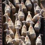 Δυτική Αχαΐα: Οικονομική «ανάσα» από χρήματα στους πληγέντες Κτηνοτρόφους