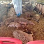 Αιτωλοακαρνανία-Ηλεία: Νέα κρούσματα ευλογιάς των αιγοπροβάτων