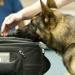 Φωκίδα: Συνελήφθη κατηγορούμενος με τη συνδρομή αστυνομικού σκύλου