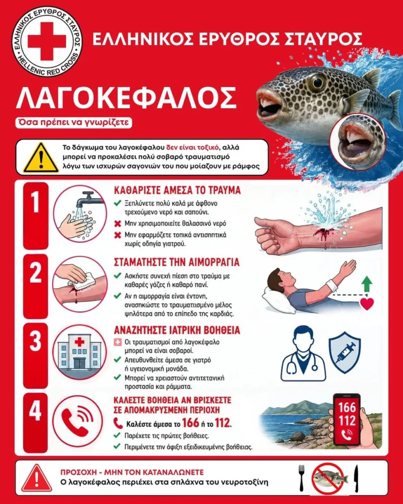 Δάγκωμα από λαγοκέφαλο: Τι πρέπει να κάνετε αμέσως ΒΙΝΤΕΟ 29 Δάγκωμα από λαγοκέφαλο: Τι πρέπει να κάνετε αμέσως ΒΙΝΤΕΟ