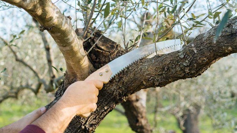 Αίγιο: Ξεριζώθηκε ελιά, τραυματίστηκε εργάτης 29 Αίγιο: Ξεριζώθηκε ελιά, τραυματίστηκε εργάτης