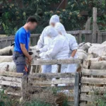 Αχαΐα: Ελεγχοι στα Καλαβρυτοχώρια, λόγω ευλογιάς των αιγοπροβάτων στην Αρκαδία