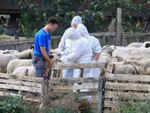 Αχαΐα: Ελεγχοι στα Καλαβρυτοχώρια, για ευλογιά των αιγοπροβάτων, λόγω κρούσματος στην Αρκαδία