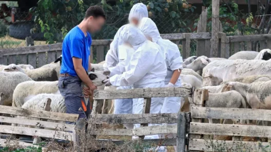 Αχαΐα: Ελεγχοι στα Καλαβρυτοχώρια, για ευλογιά των αιγοπροβάτων, λόγω κρούσματος στην Αρκαδία 38 Αχαΐα: Ελεγχοι στα Καλαβρυτοχώρια, για ευλογιά των αιγοπροβάτων, λόγω κρούσματος στην Αρκαδία