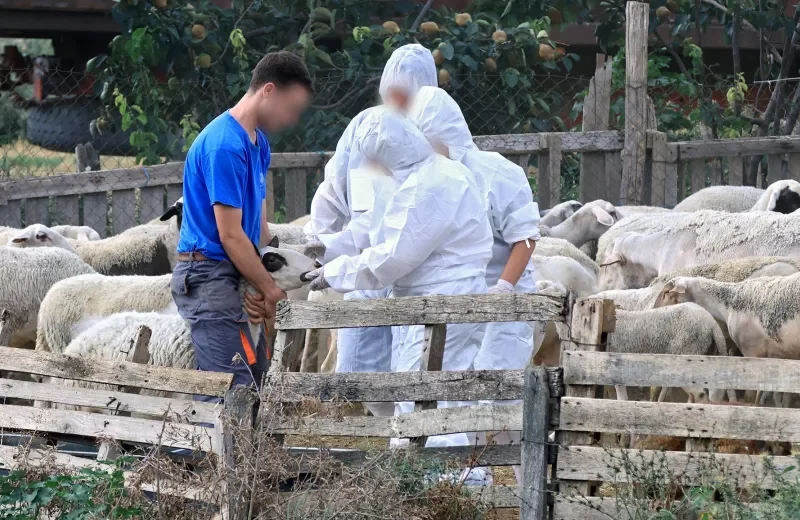 Αχαΐα: Ελεγχοι στα Καλαβρυτοχώρια, για ευλογιά των αιγοπροβάτων, λόγω κρούσματος στην Αρκαδία