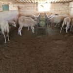 Ηλεία: Δύο συλλήψεις για την κλοπή δέκα αρνιών από ποιμνιοστάσιο