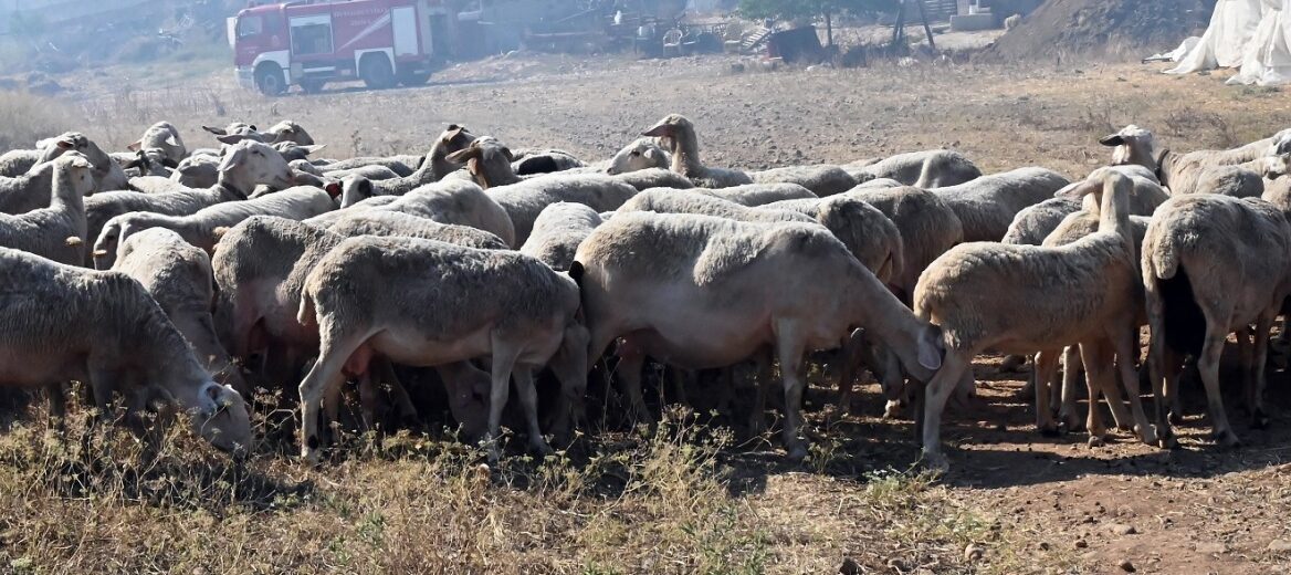 Αχαΐα: Ανοίγει αύριο η πλατφόρμα για την ενίσχυση των καλλιεργητών μηδικής, λόγω ευλογιάς