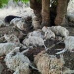 Αχαΐα: Κεραυνός «ξεκλήρισε» κοπάδι – Νεκρά 70 ζώα από το χτύπημα της κακοκαιρίας - Αναβίωσε ο «μύθος» του κακού σε χωριό