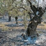 Αχαΐα: Ερχεται χρήμα στους αγρότες για τις πυρκαγιές του Αυγούστου - Aναλυτικά η κυβερνητική απόφαση