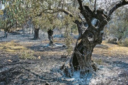 Αχαΐα: Ερχεται χρήμα στους αγρότες για τις πυρκαγιές του Αυγούστου - Aναλυτικά η κυβερνητική απόφαση 38 Αχαΐα: Ερχεται χρήμα στους αγρότες για τις πυρκαγιές του Αυγούστου - Aναλυτικά η κυβερνητική απόφαση
