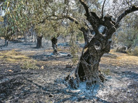 Αχαΐα: Ερχεται χρήμα στους αγρότες για τις πυρκαγιές του Αυγούστου - Aναλυτικά η κυβερνητική απόφαση