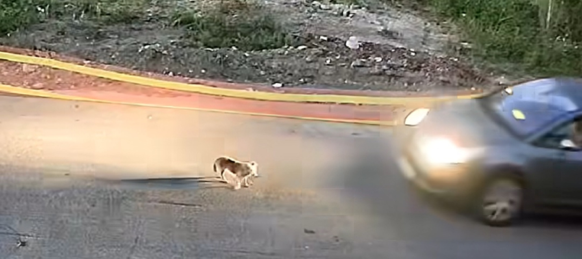 Σκύλος στο Γαστούνη