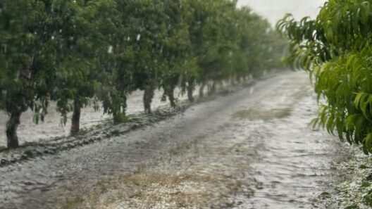 Χαλάζι στα Ιωάννινα: Ζημιές σε καλλιέργειες και αμπελώνες σε εκατοντάδες στρέμματα γης 37 Χαλάζι στα Ιωάννινα: Ζημιές σε καλλιέργειες και αμπελώνες σε εκατοντάδες στρέμματα γης