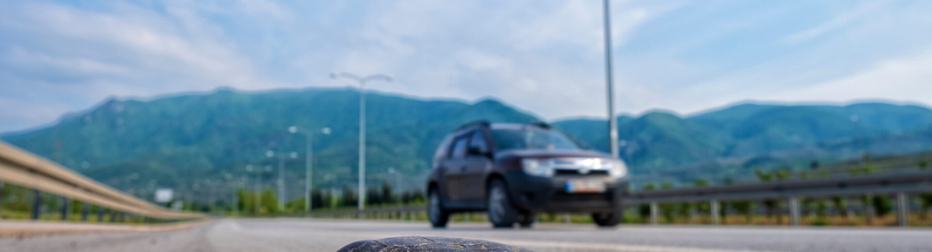 Χελώνα τρέχει σε ασφαλτοστρωμένο δρόμο