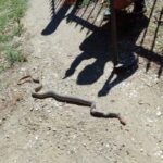 Πάτρα: Φίδι κρυμμένο σε κάδο απορριμμάτων δάγκωσε νεαρό φοιτητή