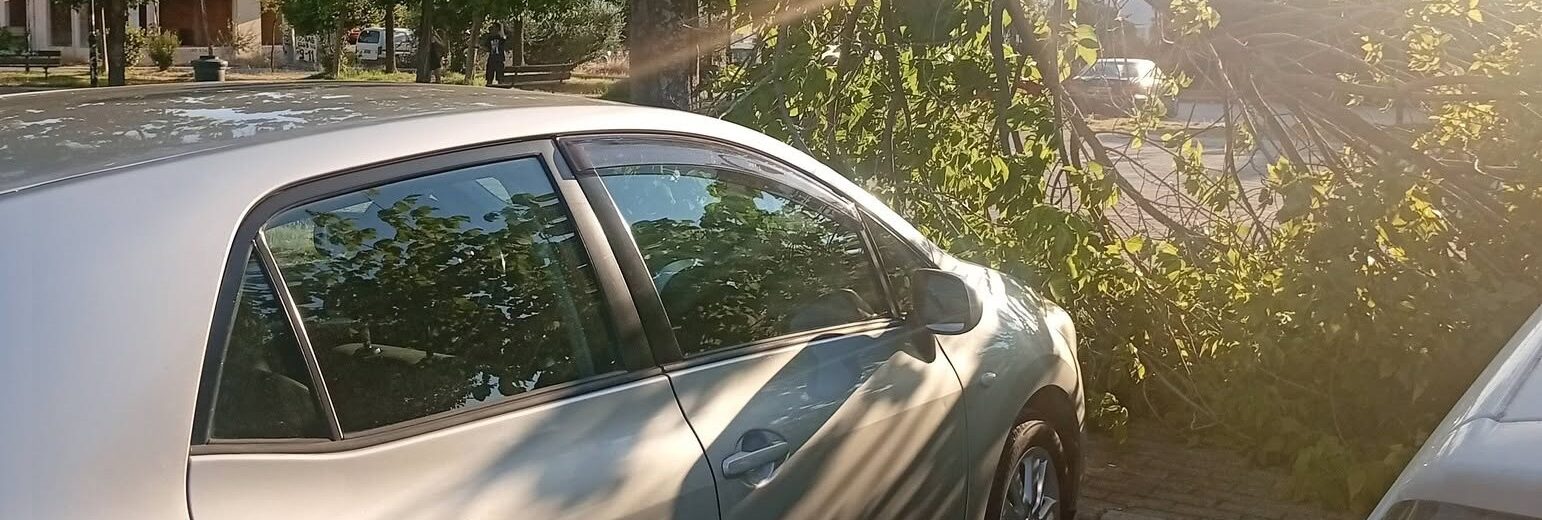 Πάτρα: Κινδυνεύουν πεζοί και οχήματα από πτώσεις δέντρων στην πλατεία Μεταμόρφωσης Σωτήρος ΦΩΤΟΦΩΤΟ