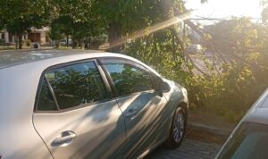 Πάτρα: Κινδυνεύουν πεζοί και οχήματα από πτώσεις δέντρων στην πλατεία Μεταμόρφωσης Σωτήρος ΦΩΤΟΦΩΤΟ