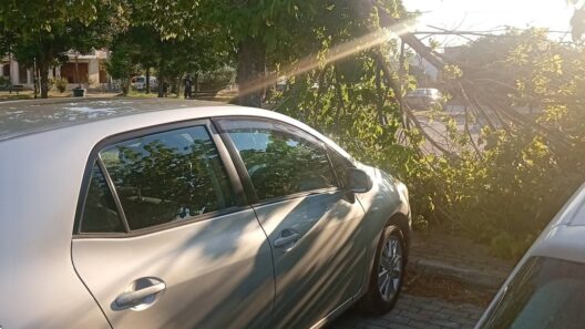 Πάτρα: Κινδυνεύουν πεζοί και οχήματα από πτώσεις δέντρων στην πλατεία Μεταμόρφωσης Σωτήρος ΦΩΤΟΦΩΤΟ