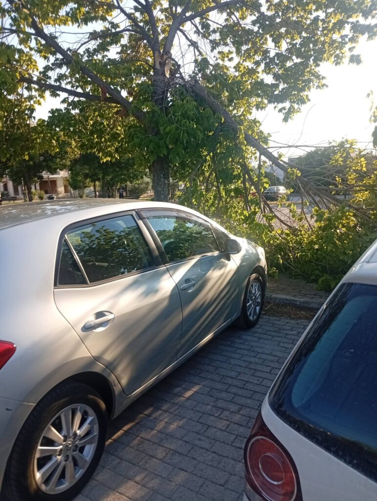 Πάτρα: Κινδυνεύουν πεζοί και οχήματα από πτώσεις δέντρων στην Μεταμόρφωσης Σωτήρος ΦΩΤΟ 31 Πάτρα: Κινδυνεύουν πεζοί και οχήματα από πτώσεις δέντρων στην Μεταμόρφωσης Σωτήρος ΦΩΤΟ