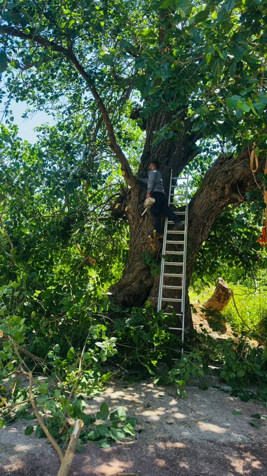 Ετοιμασίες για το Λαπαναΐτικο Συναπάντημα ΦΩΤΟ 35 Ετοιμασίες για το Λαπαναΐτικο Συναπάντημα ΦΩΤΟ