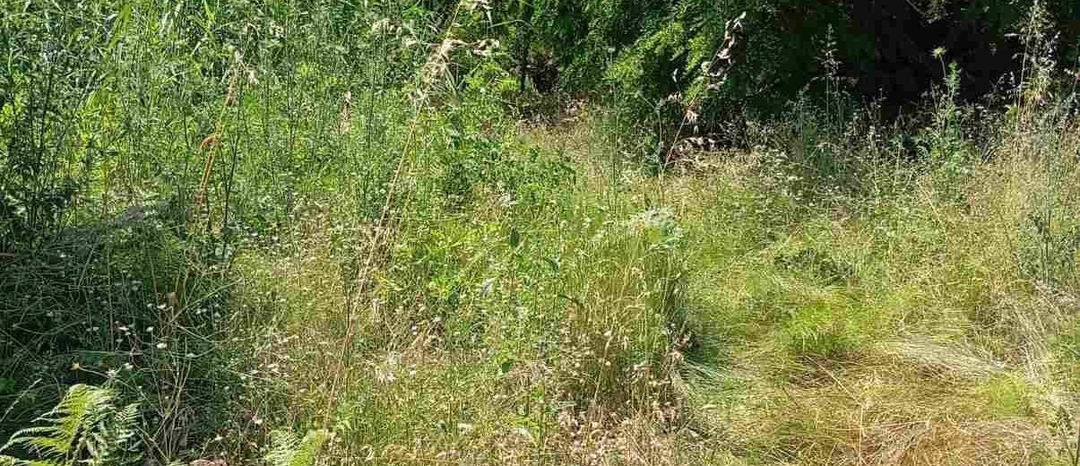 Αγροτική περιοχή με ψηλά χόρτα και ένα πρόσφατα καθαρισμένο τμήμα …