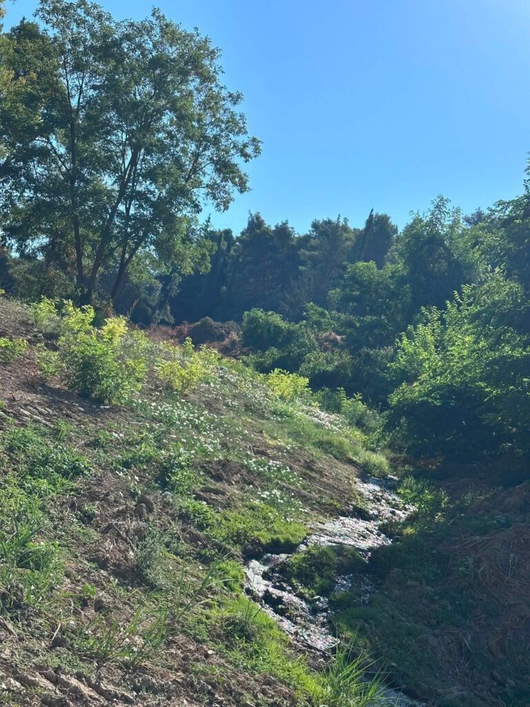 Αρόη: Απρόσμενη όαση άγριας ζωής, με χελώνες και αλεπούδες ΒΙΝΤΕΟ-ΦΩΤΟ 29 Αρόη: Απρόσμενη όαση άγριας ζωής, με χελώνες και αλεπούδες ΒΙΝΤΕΟ-ΦΩΤΟ