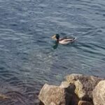 Πάτρα: Μυστήριο με την εμφάνιση ζευγαριού άγριων παπιών στο Νέο Λιμάνι ΒΙΝΤΕΟ