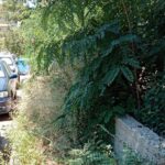 Πάτρα: Πεζοδρόμια-ζούγκλες, επικίνδυνες εστίες μόλυνσης, επί εξάμηνο ΦΩΤΟ
