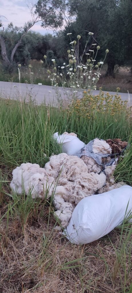 Δυτική Αχαΐα: Τριτοκοσμικές εικόνες, με μαλλιά προβάτων, στον δρόμο Φράγκα – Σαγέικα 5 Δυτική Αχαΐα: Τριτοκοσμικές εικόνες, με μαλλιά προβάτων, στον δρόμο Φράγκα – Σαγέικα