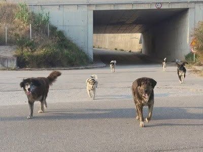 Πολλά αδέσποτα σκυλιά σε δρόμο, με υπόγεια διάβαση στο βάθος.