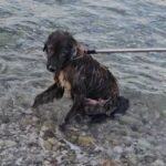 Σκύλος παρέμενε ακίνητος μέσα στη θάλασσα για πολλές ώρες στην Αιγιάλεια ΒΙΝΤΕΟ