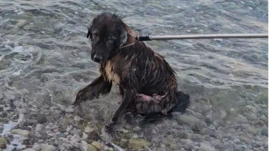Σκύλος παρέμενε ακίνητος μέσα στη θάλασσα για πολλές ώρες στην Αιγιάλεια ΒΙΝΤΕΟ 19 Σκύλος παρέμενε ακίνητος μέσα στη θάλασσα για πολλές ώρες στην Αιγιάλεια ΒΙΝΤΕΟ