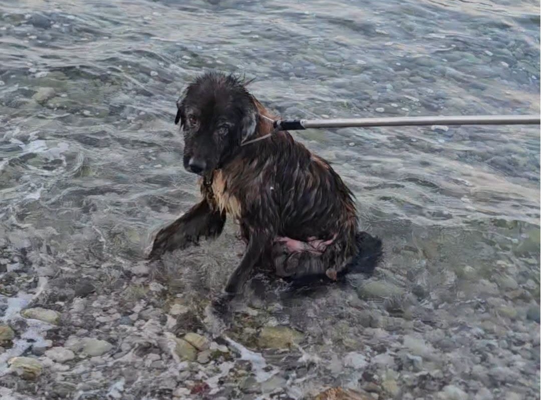 Σκύλος παρέμενε ακίνητος μέσα στη θάλασσα για πολλές ώρες στην Αιγιάλεια ΒΙΝΤΕΟ