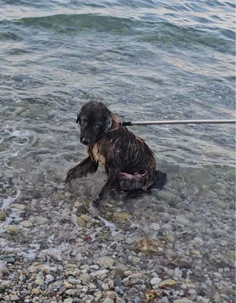 Σκύλος παρέμενε ακίνητος μέσα στη θάλασσα για πολλές ώρες στην Αιγιάλεια ΒΙΝΤΕΟ 5 Σκύλος παρέμενε ακίνητος μέσα στη θάλασσα για πολλές ώρες στην Αιγιάλεια ΒΙΝΤΕΟ