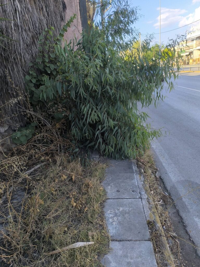 Παραλία: Αδιαπέραστα πεζοδρόμια, από χόρτα, για ταλαίπωρους πεζούς ΦΩΤΟ