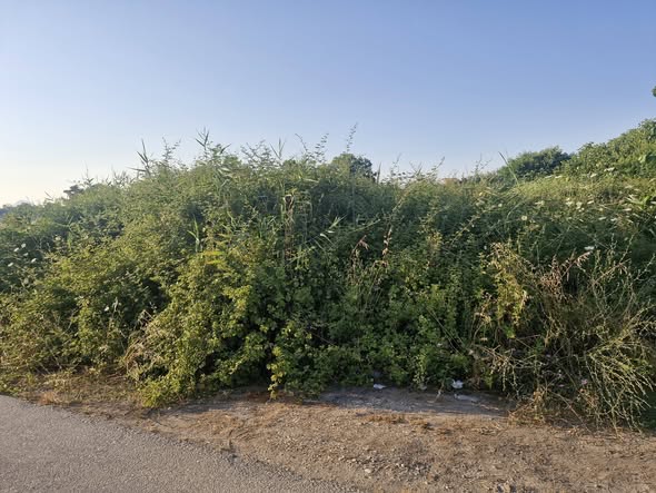 Λεύκα: «Πνίγουν» σπίτια χόρτα και βάτα σε ακαθάριστο δημοτικό οικόπεδο με ερπετά ΦΩΤΟ 11 Λεύκα: «Πνίγουν» σπίτια χόρτα και βάτα σε ακαθάριστο δημοτικό οικόπεδο με ερπετά ΦΩΤΟ