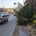 Παραλία: Αδιαπέραστα πεζοδρόμια, από χόρτα, για ταλαίπωρους πεζούς ΦΩΤΟ