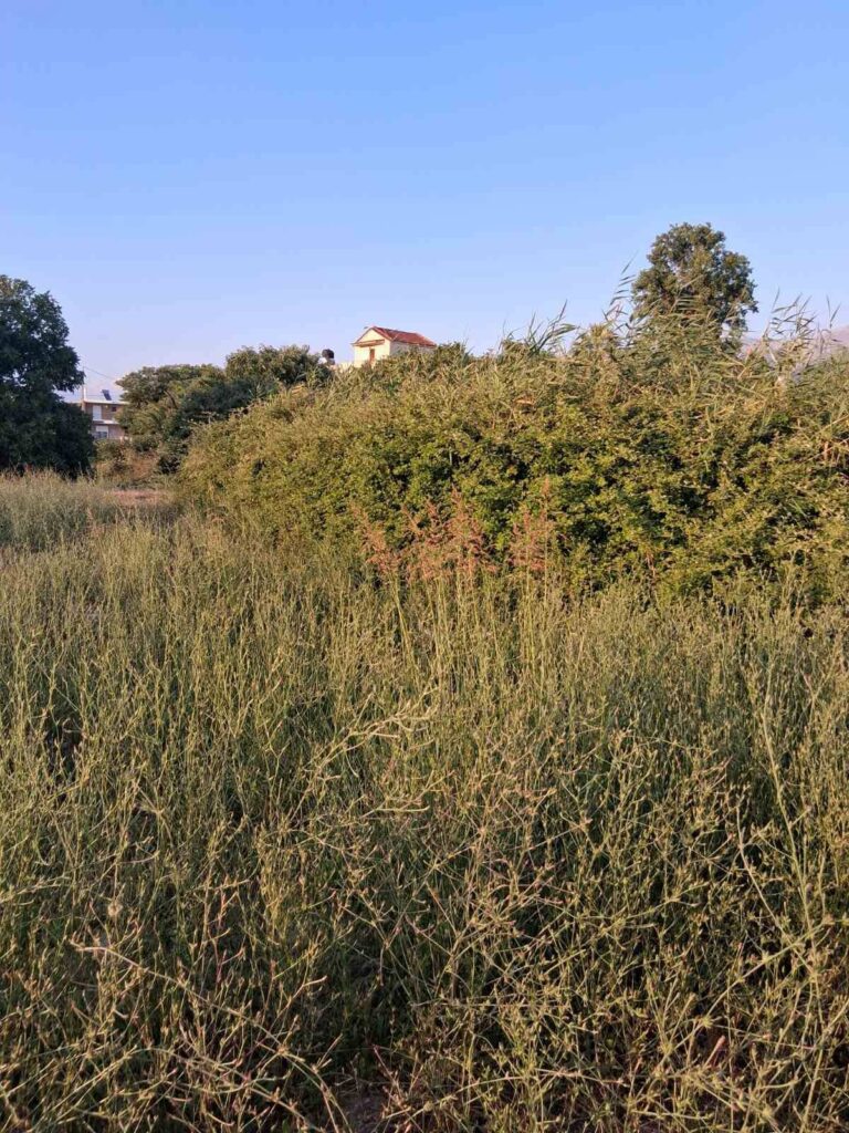 Λεύκα: «Πνίγουν» σπίτια χόρτα και βάτα σε ακαθάριστο δημοτικό οικόπεδο με ερπετά ΦΩΤΟ