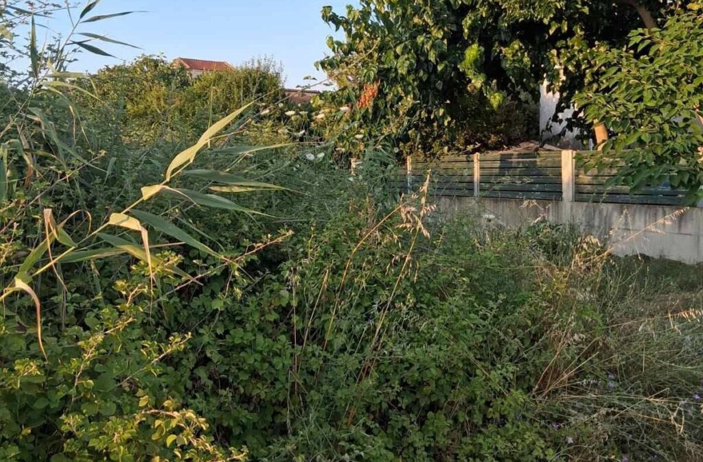Λεύκα: «Πνίγουν» σπίτια χόρτα και βάτα σε ακαθάριστο δημοτικό οικόπεδο με ερπετά ΦΩΤΟ