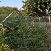Λεύκα: «Πνίγουν» σπίτια χόρτα και βάτα σε ακαθάριστο δημοτικό οικόπεδο με ερπετά ΦΩΤΟ 1 Λεύκα: «Πνίγουν» σπίτια χόρτα και βάτα σε ακαθάριστο δημοτικό οικόπεδο με ερπετά ΦΩΤΟ