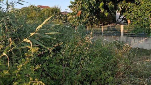 Λεύκα: «Πνίγουν» σπίτια χόρτα και βάτα σε ακαθάριστο δημοτικό οικόπεδο με ερπετά ΦΩΤΟ 14 Λεύκα: «Πνίγουν» σπίτια χόρτα και βάτα σε ακαθάριστο δημοτικό οικόπεδο με ερπετά ΦΩΤΟ