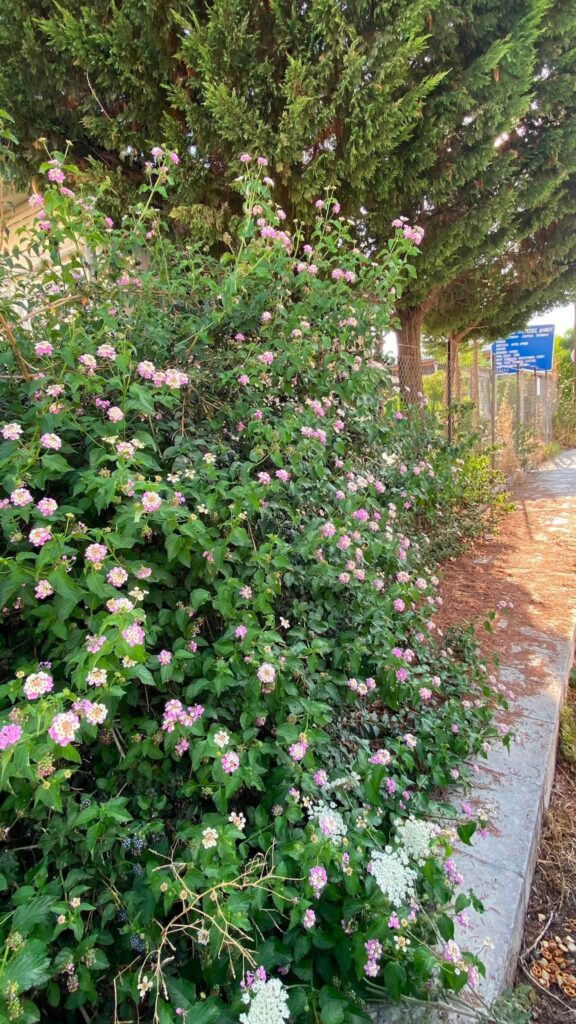 Κάτω Αχαΐα: «Ζούγκλα» έξω από το Δημαρχείο της Δυτικής Αχαΐας ΦΩΤΟ