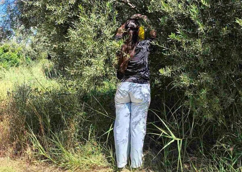 Ρίο: Τοποθέτηση δακοπαγίδων στον βιολογικό ελαιώνα του Πανεπιστημίου Πατρών ΦΩΤΟ