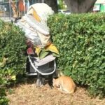 Πάτρα: Εικόνες ντροπής και αίσχους με σκουπίδια, δυσοσμία, αδέσποτα και τρωκτικά ΦΩΤΟ