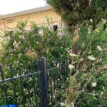 Κάτω Αχαΐα: «Ζούγκλα» έξω από το Δημαρχείο της Δυτικής Αχαΐας ΦΩΤΟ