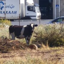 Πάτρα: Ο χώρος του ΒΙΟΠΑ Γλαύκου έχει μετατραπεί σε... βοσκοτόπι ΦΩΤΟ 1 Ο Χρήστος του ΒΙΟΠΑ Γλαύκου