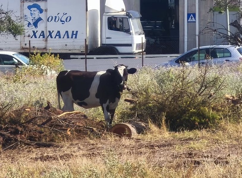 Ο Χρήστος του ΒΙΟΠΑ Γλαύκου